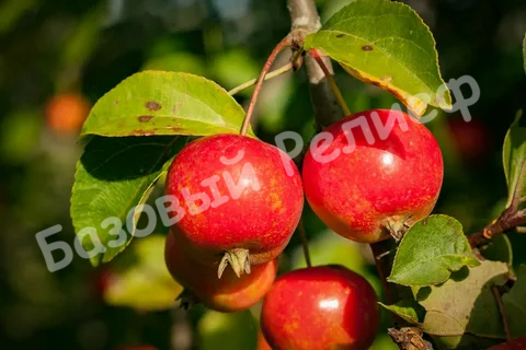 Яблоня Райская