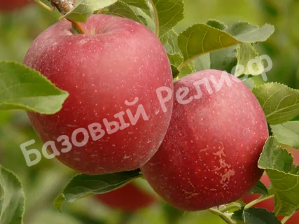 Яблоня Ред Крафт
