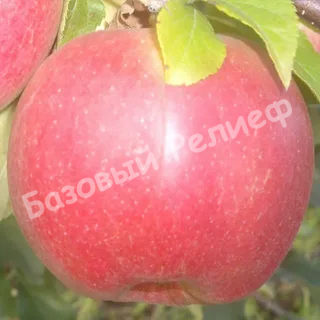 Яблоня Ред Крафт