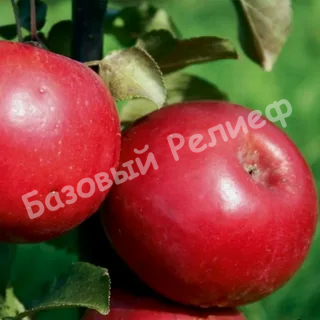Яблоня Ред Пэшн