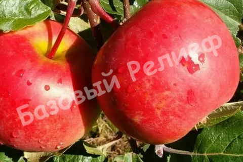 Яблоня Ред Фри