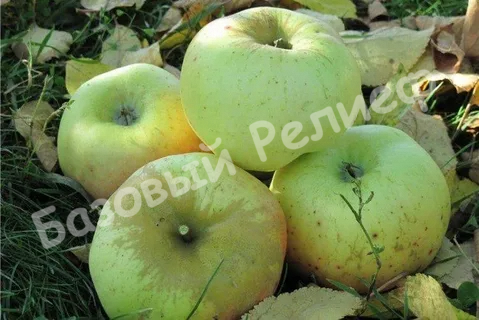 Яблоня Ренет Черненко
