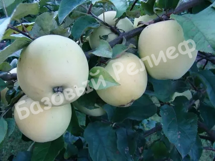 Яблоня Рижский Голубок
