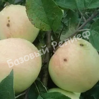 Яблоня Рижский Голубок