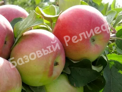Яблоня Родниковая