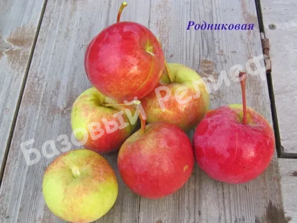 Яблоня Родниковая