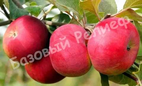 Яблоня Розочка