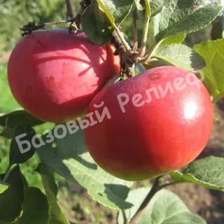 Яблоня Розочка