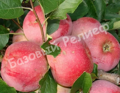 Яблоня Розочка