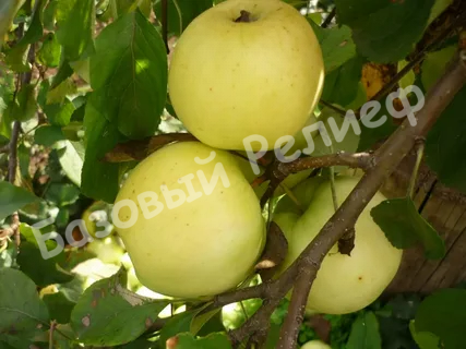 Яблоня Свердловчанин