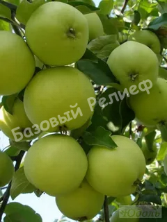 Яблоня Свердловчанин