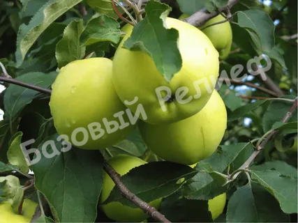 Яблоня Свердловчанин