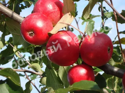 Колоновидная яблоня Созвездие