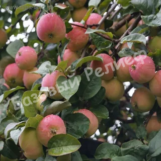 Яблоня Соковое
