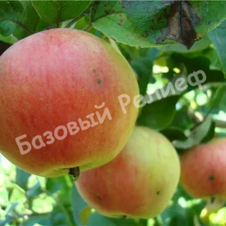 Яблоня Соколовское