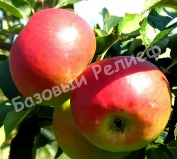 Яблоня Соколовское