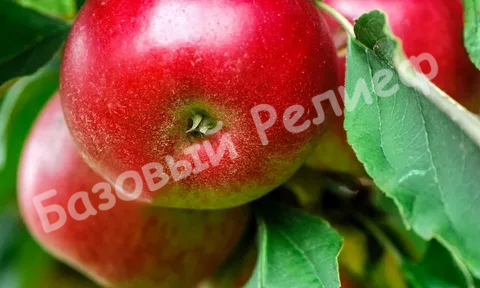 Яблоня Солнцедар