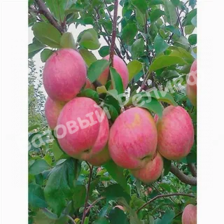 Яблоня Сувенир Алтая