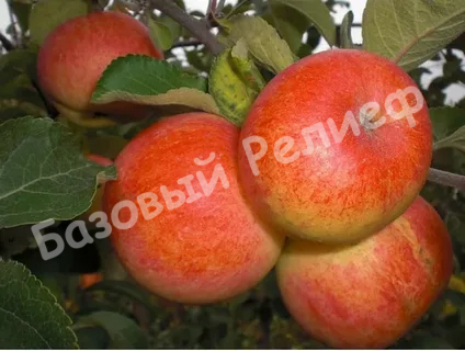 Яблоня Сувенир Алтая