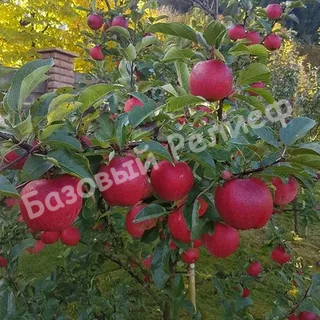 Яблоня Сябрына