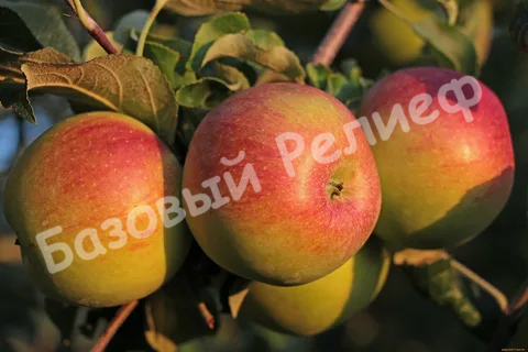 Яблоня Тамбовское