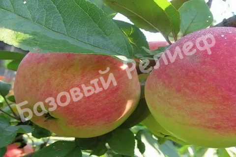Яблоня Толунай