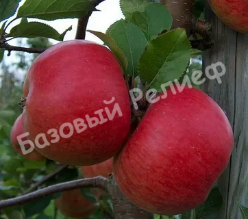 Яблоня Топаз