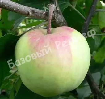Яблоня Уральское Розовое
