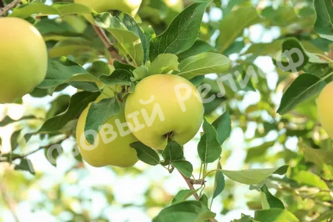 Яблоня Феникс Алтайский