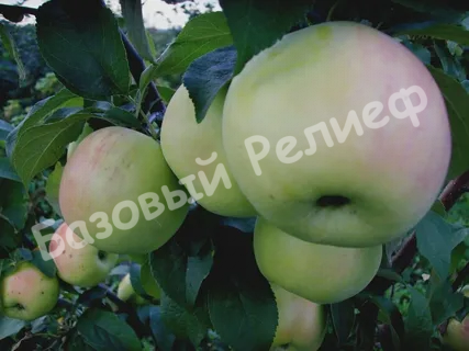 Яблоня Фермер