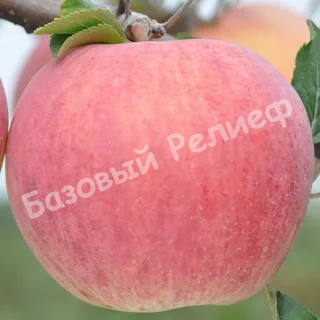 Яблоня Фермер