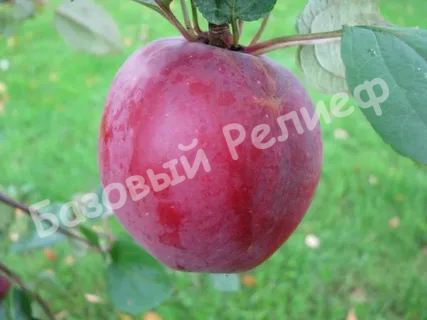 Яблоня Цыганка