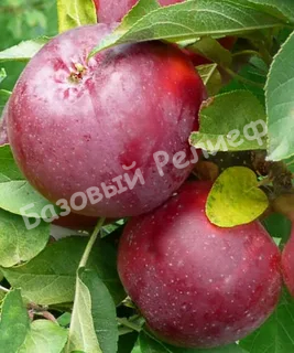Яблоня Черный магнат