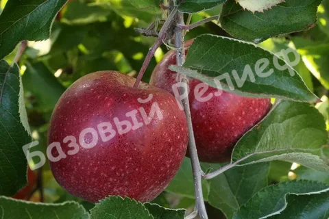 Яблоня Черный Принц