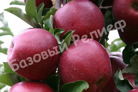 Яблоня Черный Принц