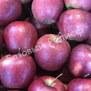 Яблоня Черный Принц