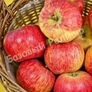 Яблоня Шампанское