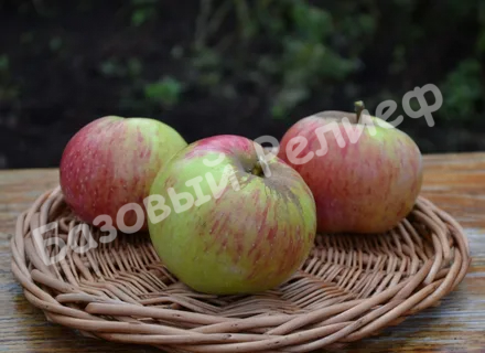 Яблоня Шаропай