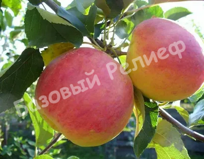 Яблоня Экранное