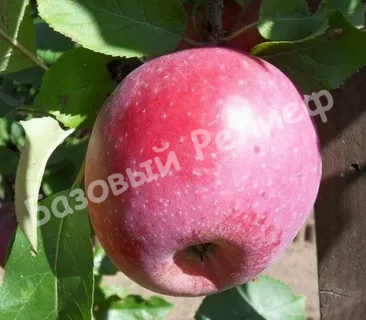 Яблоня Экранное