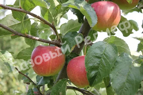 Яблоня Юбиляр