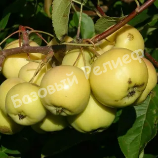 Яблоня Юнга