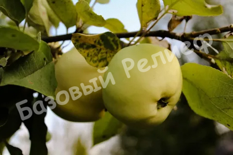 Яблоня Юнга