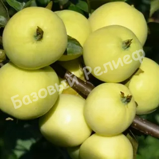 Яблоня Юнга