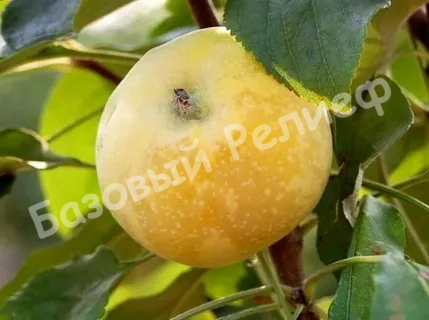 Яблоня Янтарь