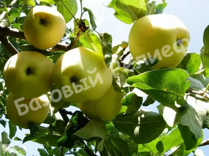 Яблоня Янтарь