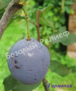 Слива Гармония