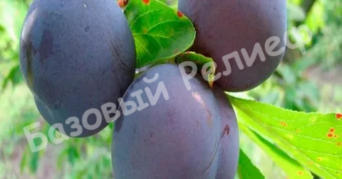 Слива Гармония