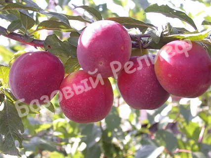 Слива Генеральская