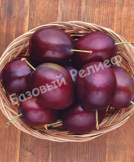 Слива Генеральская